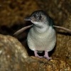 Tucnak nejmensi - Eudyptula minor - Little Penguin o9320